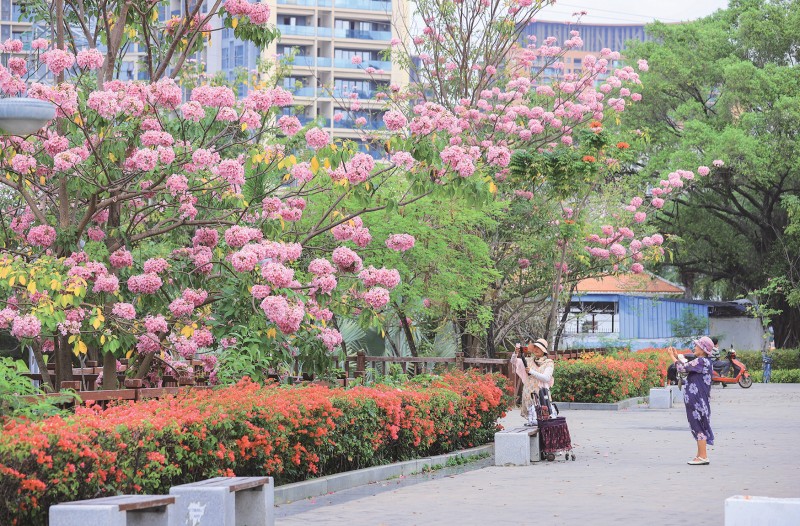 鹿城花开“醉”游人